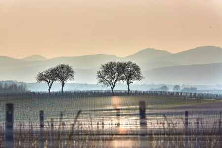 Südliche Weinstraße im Winter: Wanderlust und Weihnachtsfreuden